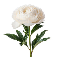 white peony flower isolated on white background