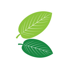 Guava leaf vector image