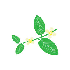 Guava leaf vector image