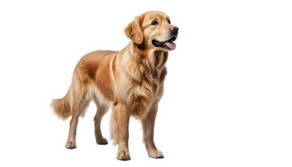 Golden Retriever dog isolated on transparent background – realistic full body PNG of friendly pet in standing pose, perfect for design and commercial use