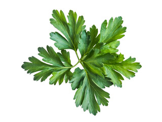 fresh parsley leaves isolated on white background