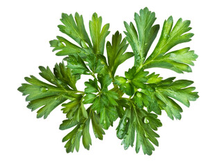 Fototapeta premium fresh parsley isolated on white background