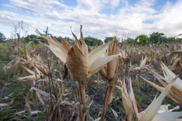 East Sumba – 04. 21. 2025 – Harvest time is always eagerly awaited by farmers; the effort of...