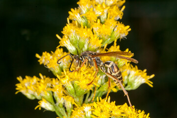  Dark Paper Wasp feeding on goldenrod flower in Minnesota