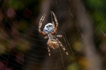 Spotted orb weaver with a wrapped up Japanese beetle hanging in web in Minnesota