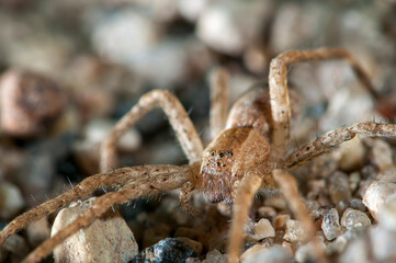 Front view close-up of a Nursery Web Spider, Pisaurina mira climbing on rocks in Minnesota