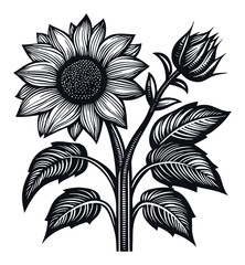Black and White Engraving of a Beautiful Sunflower and Rose