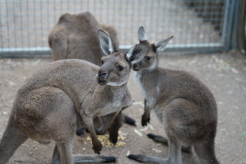 Kangaroo Family at Wildlife Enclosure