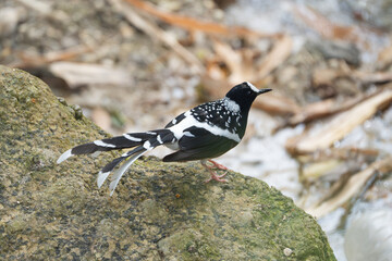 Spotted Forktail in close-up. The Spotted Forktail (Enicurus maculatus) is a small, black-and-white bird in South Asia, known for its distinctively long, forked tail.