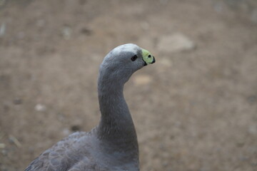 Profile of a Cape Barren Goose