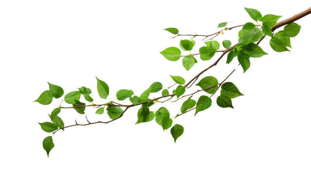 PNG Green l branch plant green leaf.