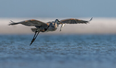 Great blue heron with a fish on a Florida beach