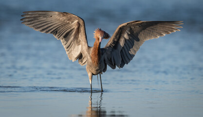 Reddish egret on a Florida beach
