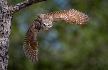A burrowing owl in Florida 