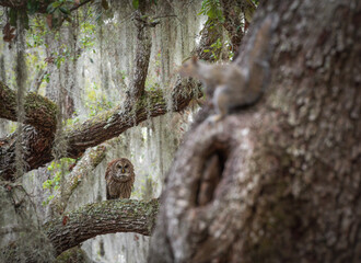 A barred owl in Florida 
