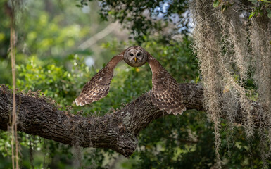 A barred owl in Florida 