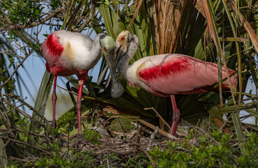 Roseate spoonbill in south Florida 
