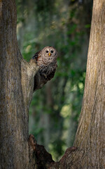 A barred owl in Florida 