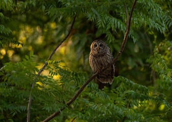 A barred owl in Florida 