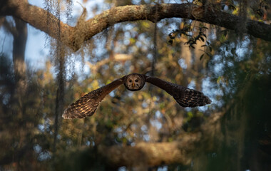 A barred owl in Florida 