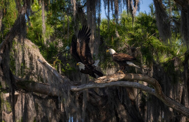 Bald eagle in south Florida 