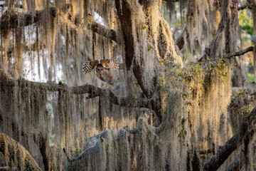 A barred owl in Florida 