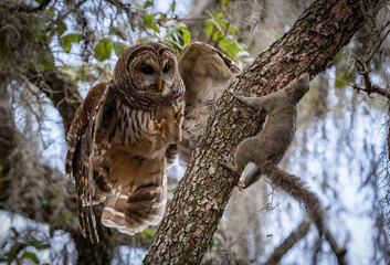 A barred owl in Florida 