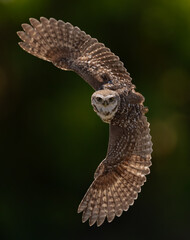 A burrowing owl in Florida 