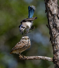 A burrowing owl in Florida 