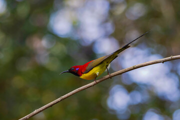 Mrs. Gould's Sunbird on a branch.	