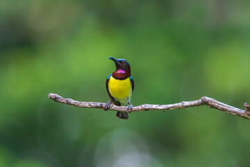 Purple-rumped Sunbird sitting on branch