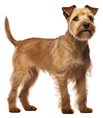 PNG Dog standing terrier mammal.