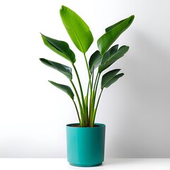 Indoor plant tropical foliage large green leaves