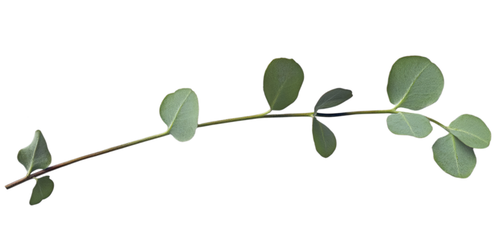 Isolated Realistic Leaf Branch with Green Foliage on Transparent Background