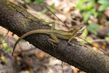 A brown basilisk lizard rests on a tree log in a tropical forest. Ideal for wildlife education, reptile ID guides, nature blogs, stock imagery for science content, or biodiversity projects.