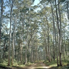 Obraz premium Sunlight filters through tall trees lining a path