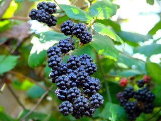 UVA NEGRA VINO TINTO CHILE PARRA PARRÓN