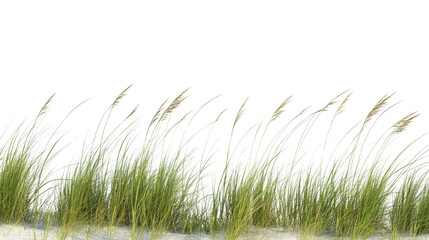 Coastal Grasses Silhouette Against Stark Black Backdrop for Nature Imagery
