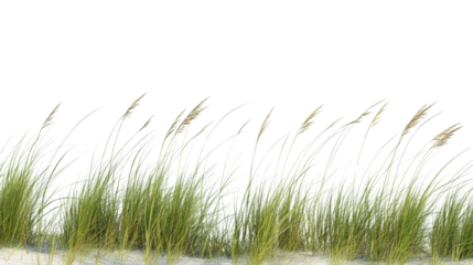 Coastal Grasses Silhouette Against Stark Black Backdrop for Nature Imagery
