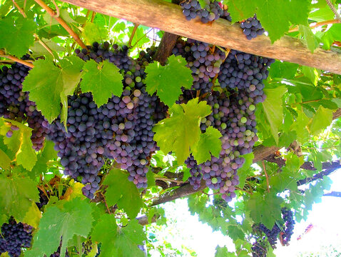 UVA NEGRA VINO TINTO CHILE PARRA PARR&Oacute;N RACIMO