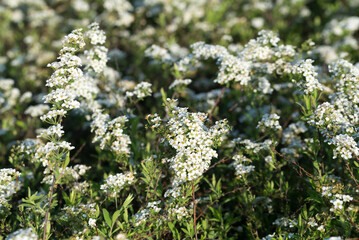 Spirea arguta white flowers closeup selective focus