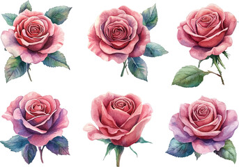 Obraz premium Beautiful Hand-Drawn Watercolor Pink Rose Clipart