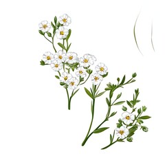 Obraz premium Blooming White Flowers Illustration on Stems for Botanical Art Concept
