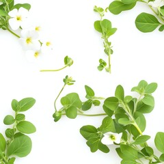 Obraz premium Arrangement of White Flowers and Green Foliage on a White Background