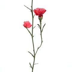 Obraz premium Isolated Pink Carnation Flowers with Stem on White Background for Design