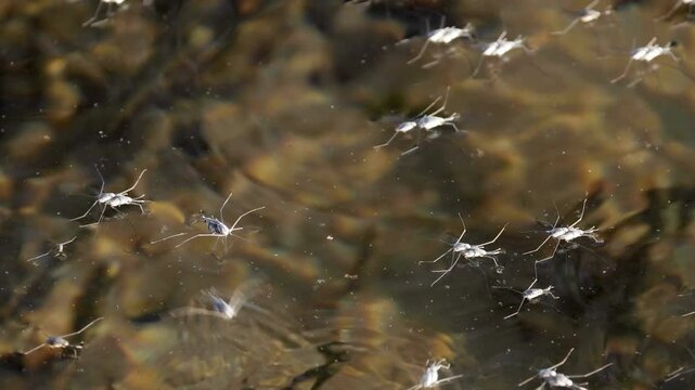 Water Striders Gliding on a Stream