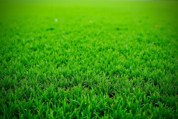 Obraz premium Green turf grass texture and background for design with copy space for text or image.
