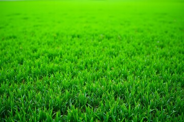 Obraz premium Green turf grass texture and background for design with copy space for text or image.
