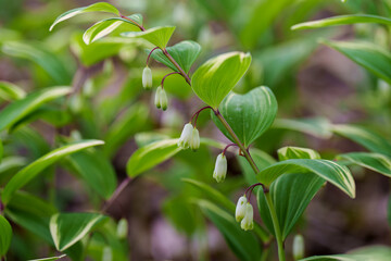 Close-up of white Solomon's Sea (Polygonatum odoratum) flower buds blooming in spring