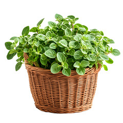 Naklejka premium Fresh Oregano Herbs in a Wicker Basket, Perfect for Culinary Use
